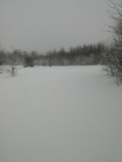 Sníh